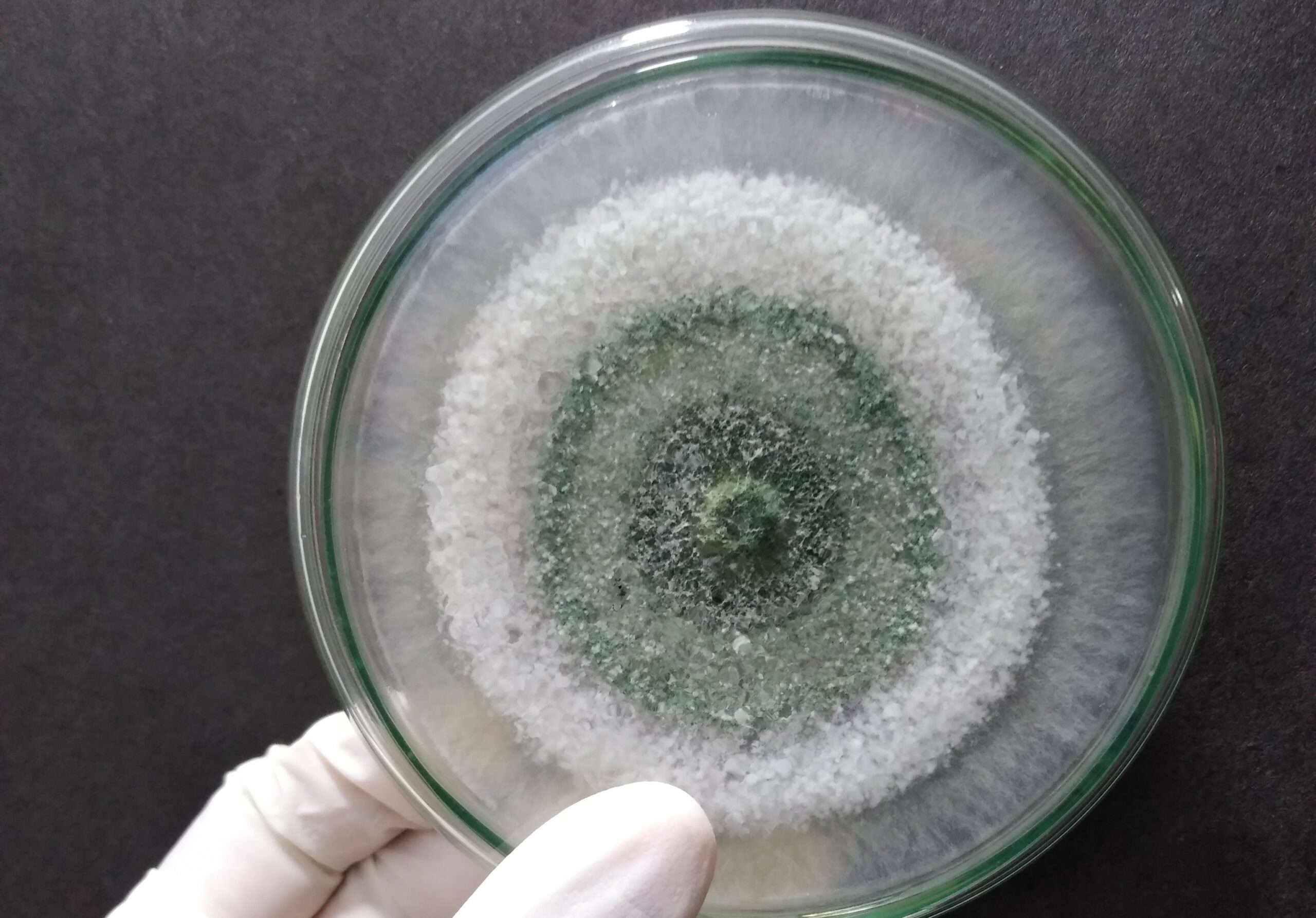 Trichoderma na Soja: O Que os Grandes Produtores Já Entenderam