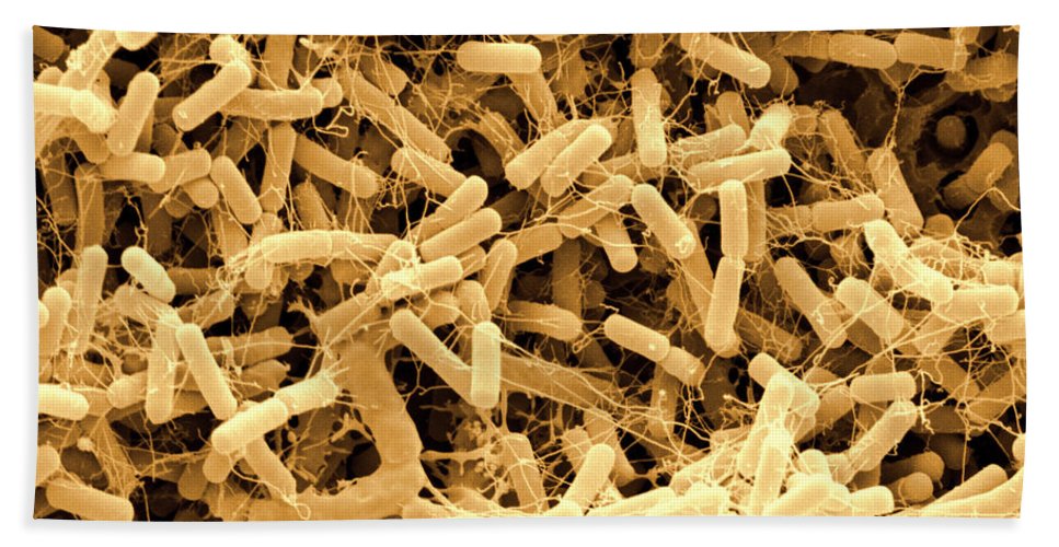 Bacillus amyloliquefaciens na Soja
