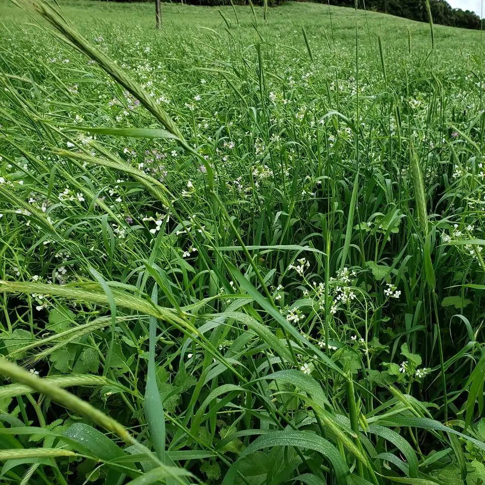 Por que Mix de Plantas de Cobertura Melhora o Uso de Biológicos?