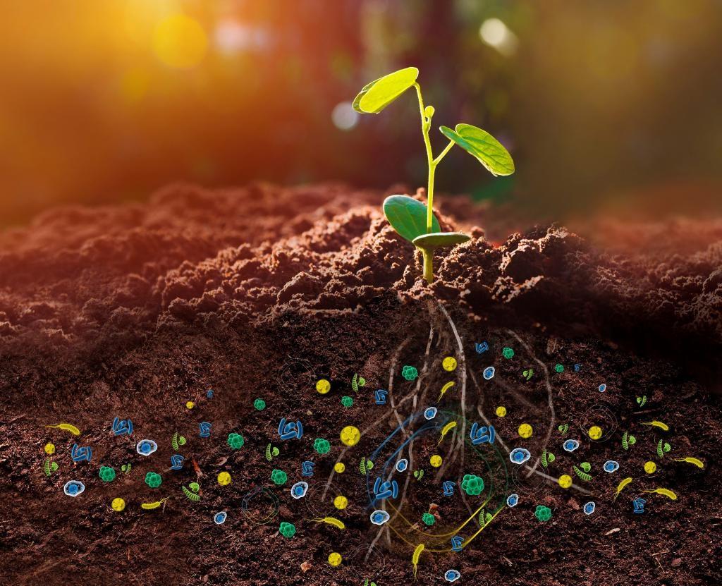 O que são Microrganismos Eficientes?