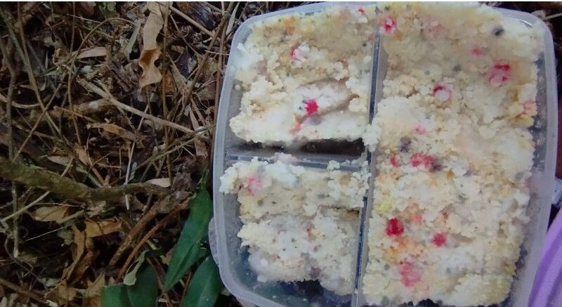 Coleta de microrganismos eficazes com arroz cozido no solo da mata nativa