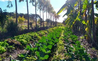 Agricultura Sintrópica e biológicos
