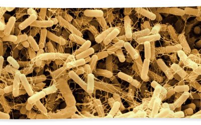 Bacillus amyloliquefaciens na Soja
