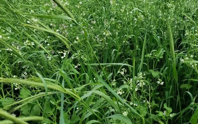 Por que Misturar Plantas de Cobertura Melhora o Uso de Biológicos