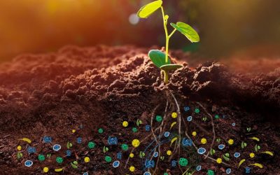 Microrganismos Eficientes: o que há dentro dessa tecnologia